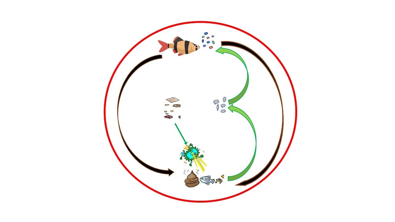 What is Biofloc System? A basic understanding. #Biofloc #Basic biofloc