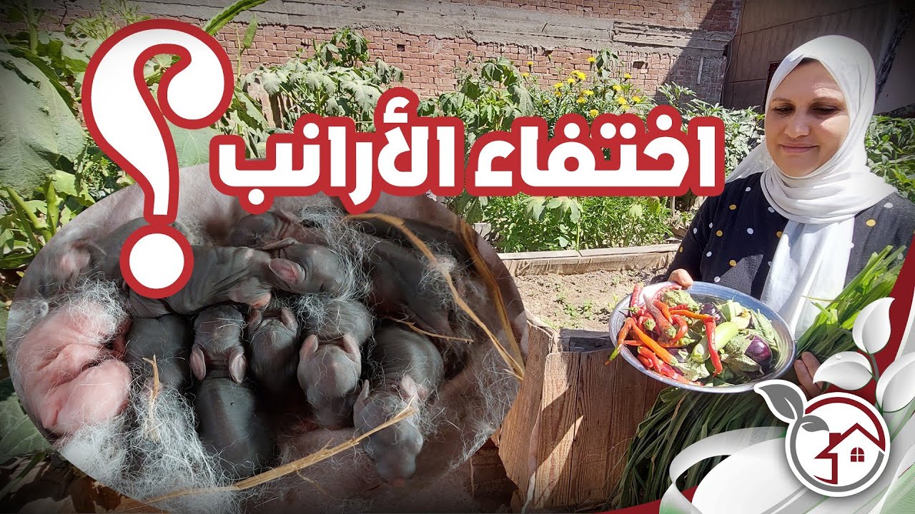 صحينا نفطر الطيور وكانت المفاجأة لم نجد ولا أرنب اين اختفت صغار الارانب؟