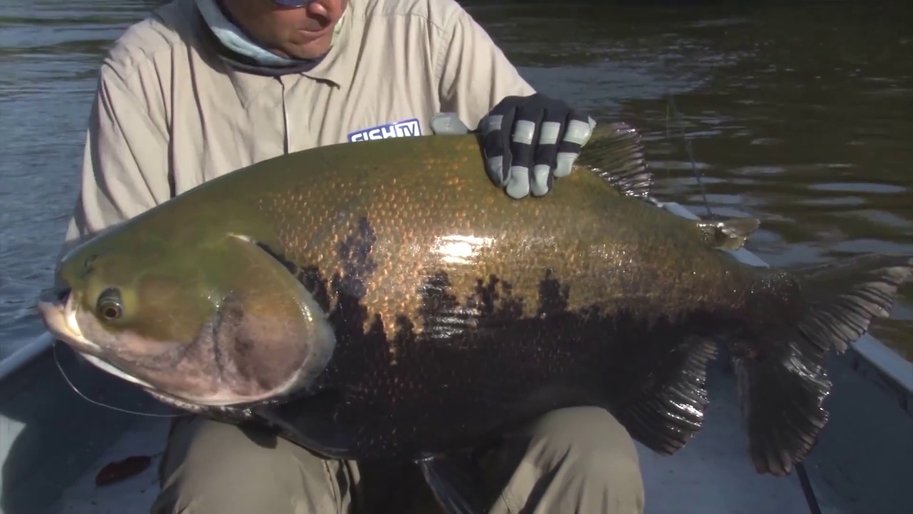 BRIGA TENSA COM UM TAMBAQUI GIGANTE, SANGUE FRIO PARA RESOLVER  A SITUAÇÃO