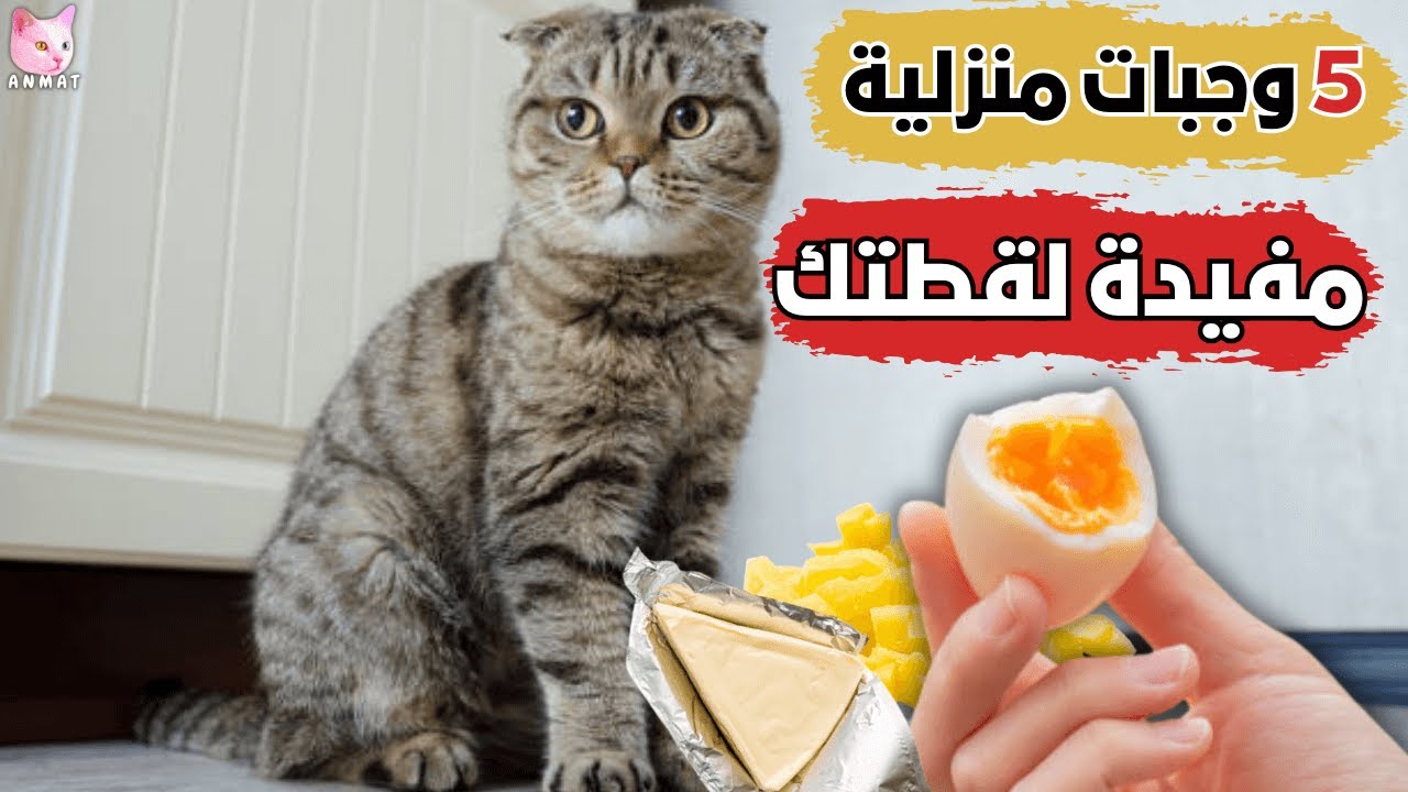 5 وجبات سهلة ولذيذة للقطط بمكونات منزلية! 😻🍽️ (ستعشقها قطتك!)😻🐱
