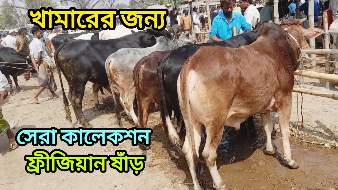 বসুনিয়া গরুর হাটে উন্নত জাতের ফ্রীজিয়ান ষাঁড় গরু ক্রয় করুন খামারের জন্য। Cow Bajar । 