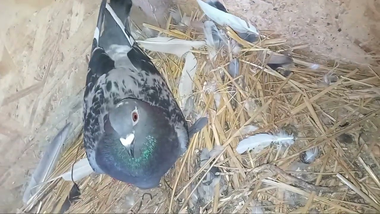 Pui din a treia serie : pela porumbei . 