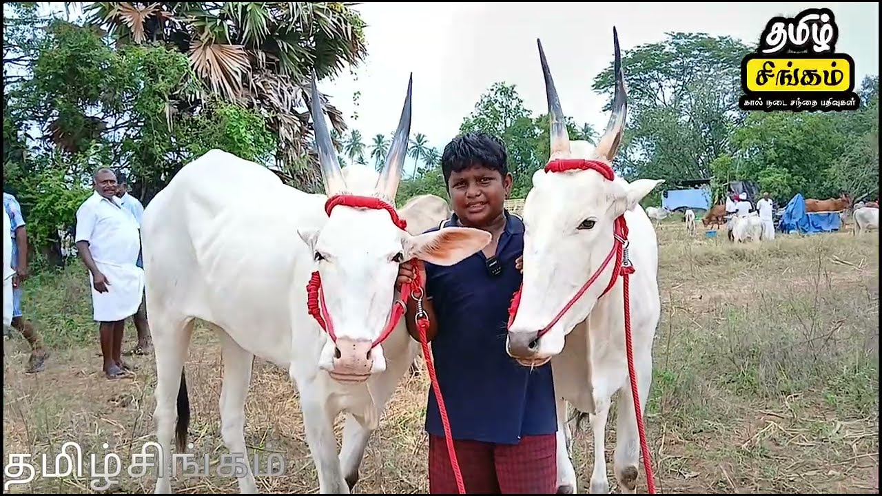 ஒரு லட்சத்து 70 ஆயிரம் விலை கூறிய அல்லிக்கர் ஜோடி காளை #anthiyur #cow #bull 