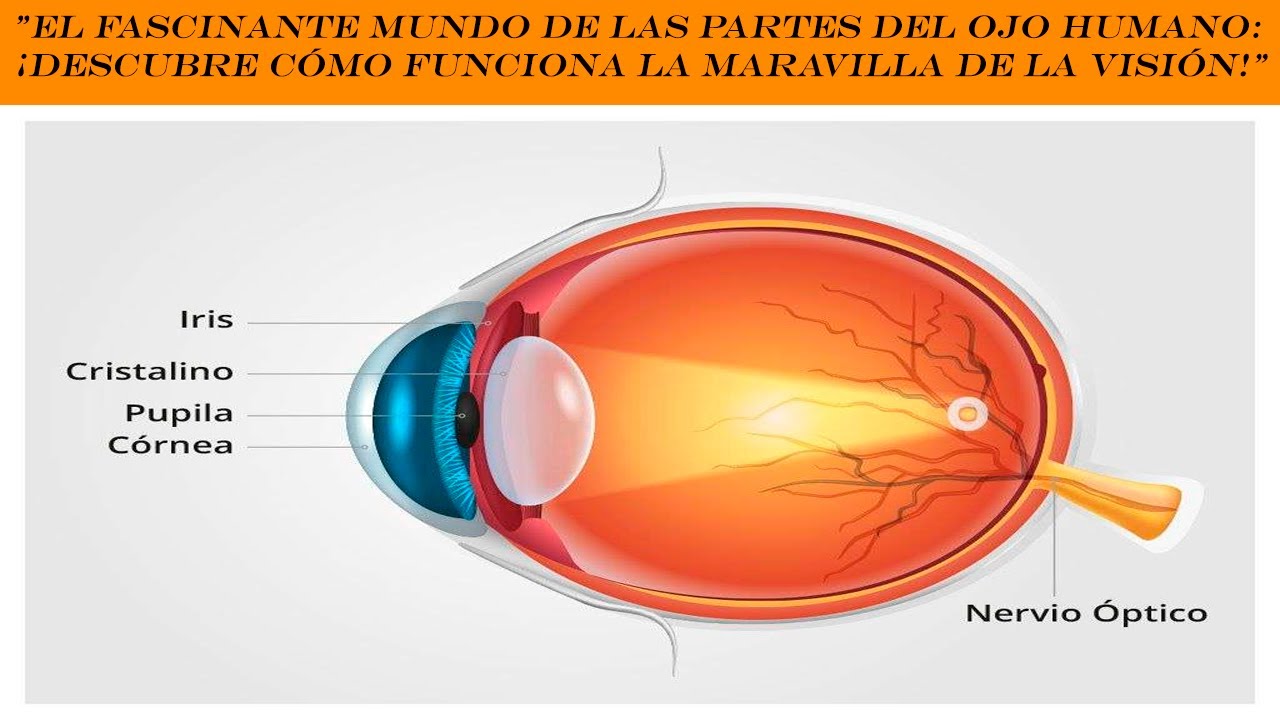 El fascinante mundo de las partes del ojo humano: &iexcl;Descubre c&oacute;mo funciona la maravilla de la visi&oacute;n!