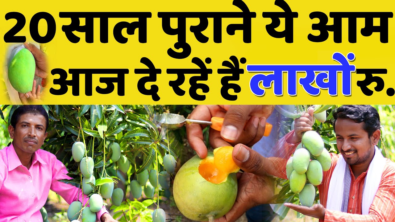 ऐसे स्मार्ट किसानों के वजह से ही खेती टिकी हुई हैं🥭🥭MANGO FARMING PROFIT & MARKETING | MANGO VIDEO