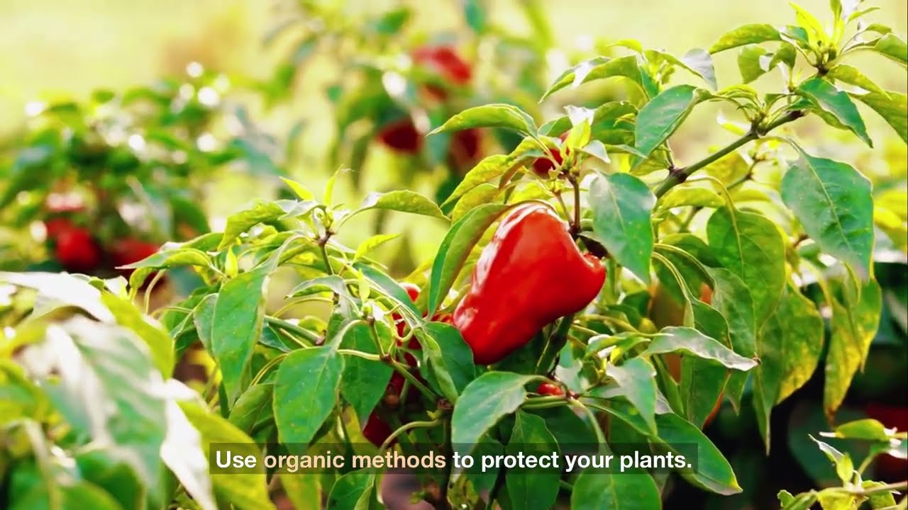 The Ultimate Guide to Growing Pepper Plants