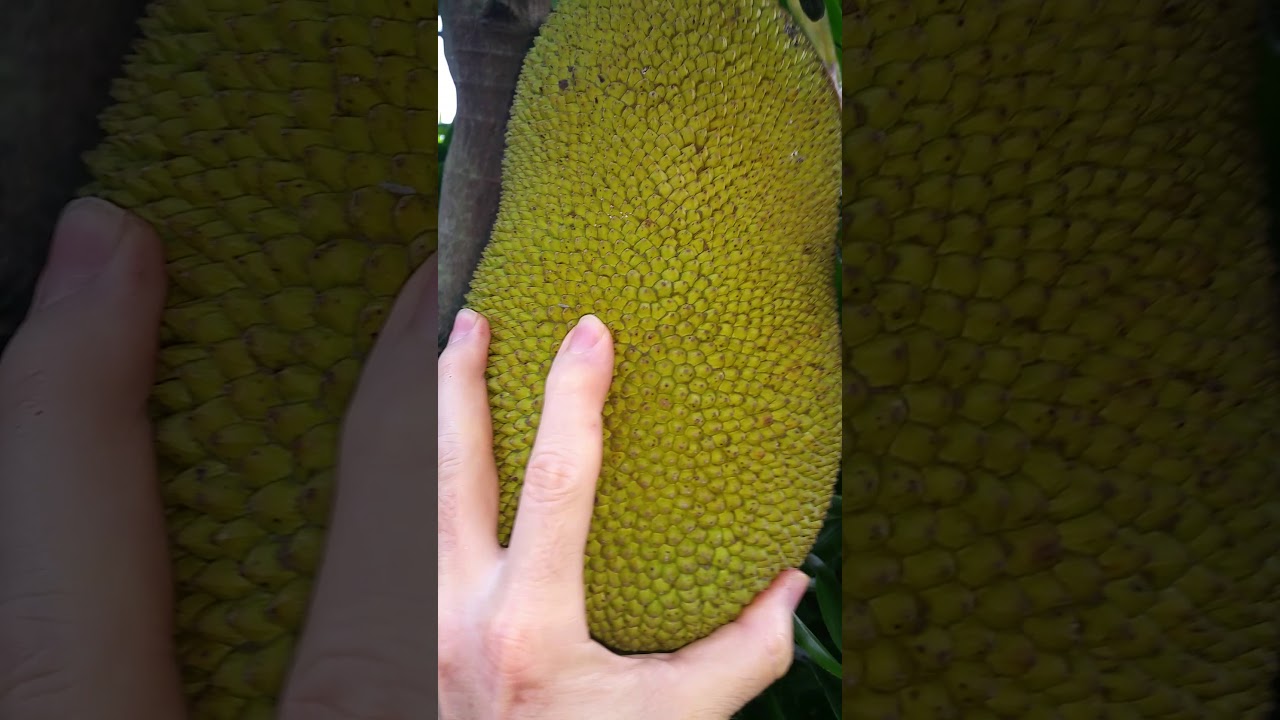 How to tell if jackfruit is ripe