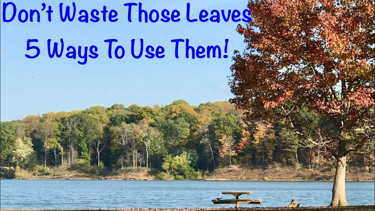 5 Ways to Use Fall Leaves: Easy For Everyone #diycomposting #fallleaves #inthesoil #inthegarden
