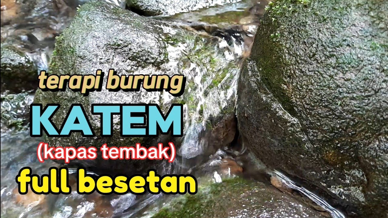 Terapi burung KATEM, kapas tembak full besetan dengan suara air gemericik