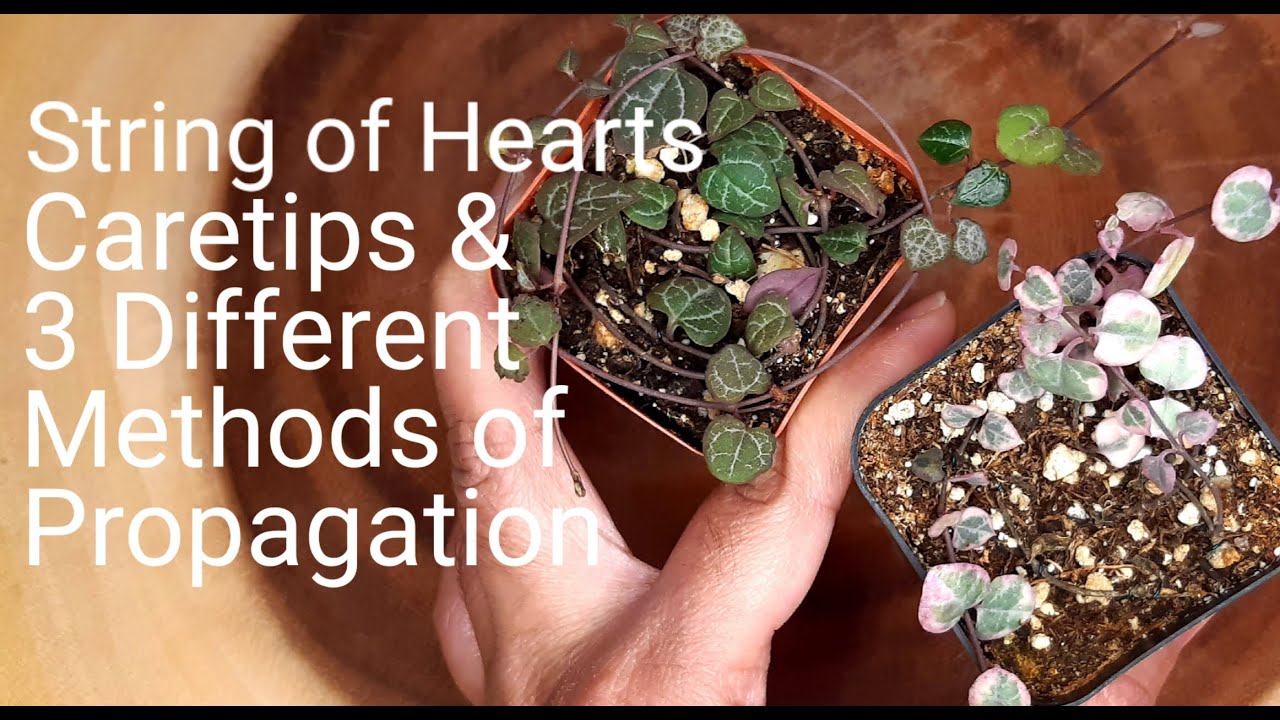 #49 String of Hearts propagation methods and care tips VARIEGATED AND NON VARIEGATED