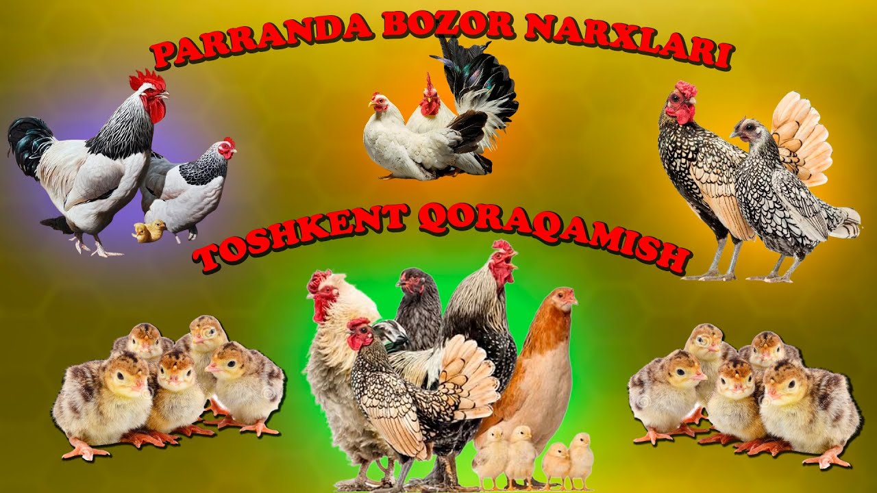 UZB dagi eng katta bozor TOSHKENT QORAQAMISH // KURKA JO`JALARI// DEKARATIV TOVUQ NARXLARI
