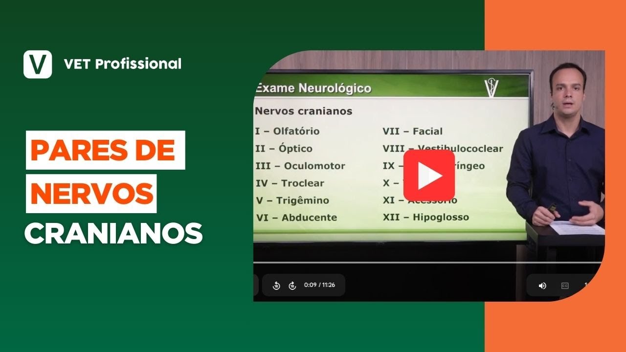 Estratégias Alimentares para Gado de Corte | VET Profissional