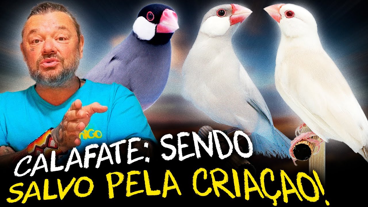 CALAFATE: COMO A CRIAÇÃO ESTÁ SALVANDO ESSA ESPÉCIE!