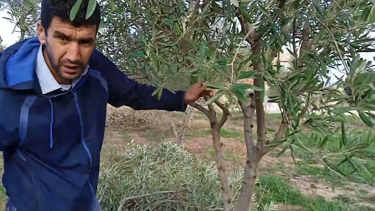 La taille de formation d'un jeune olivier