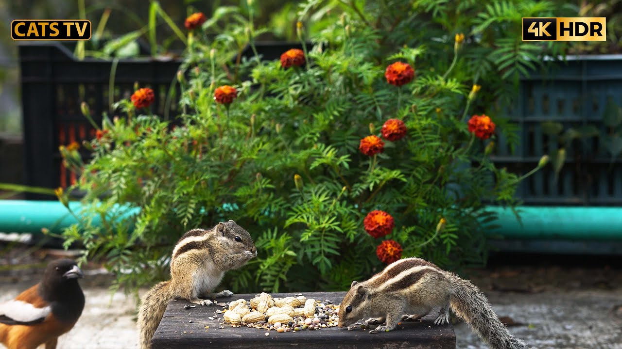 Cats tv  Birds for cats 😻10 Hours 4k playful Little Birds And Chipmunks ! Uninterrupted Dogs TV 🐦