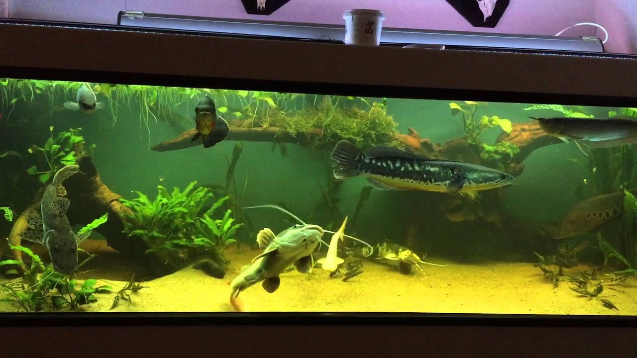 Channa micropeltes, pleurophsalma, oscar, endlicheri,chitala citala,tsn,rtc,silver arowana,pangasius