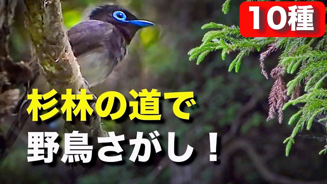サンコウチョウの見つけ方や水浴びも紹介〜