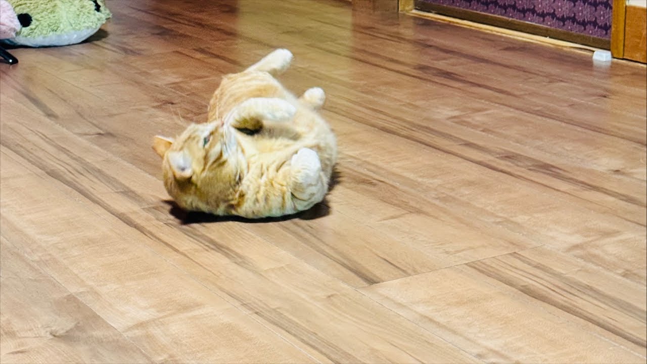 よりパパ【しゃあ猫団 ch.】 がライブ配信中！