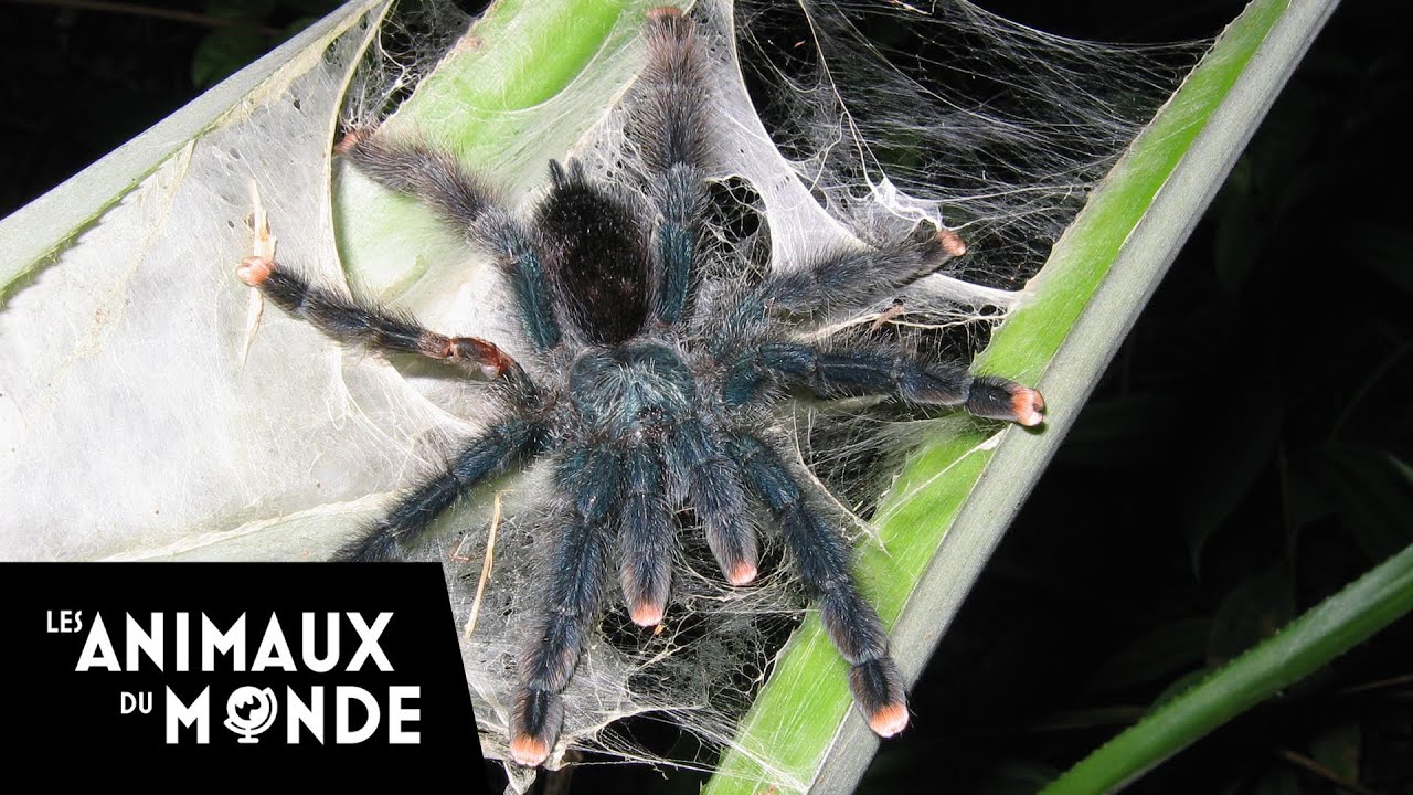 La société des araignées - Guyane Française, les Anelosimus (cousines des veuves noires)