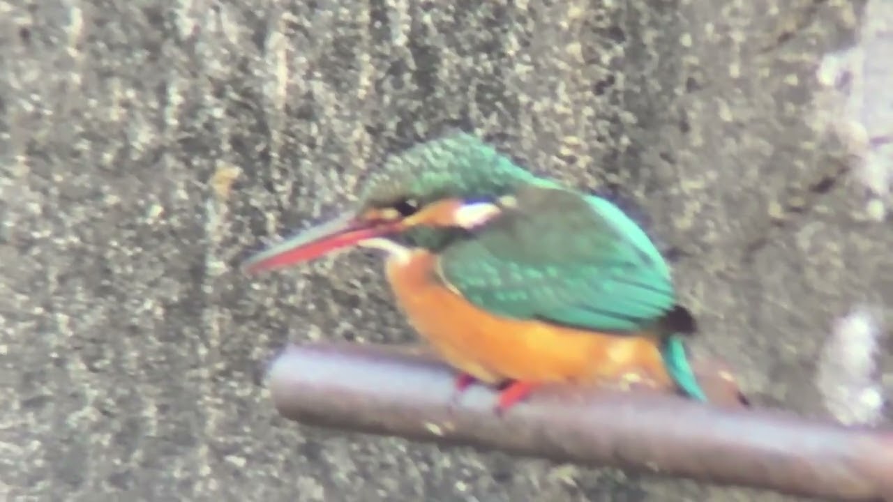 善福寺川　カワセミ