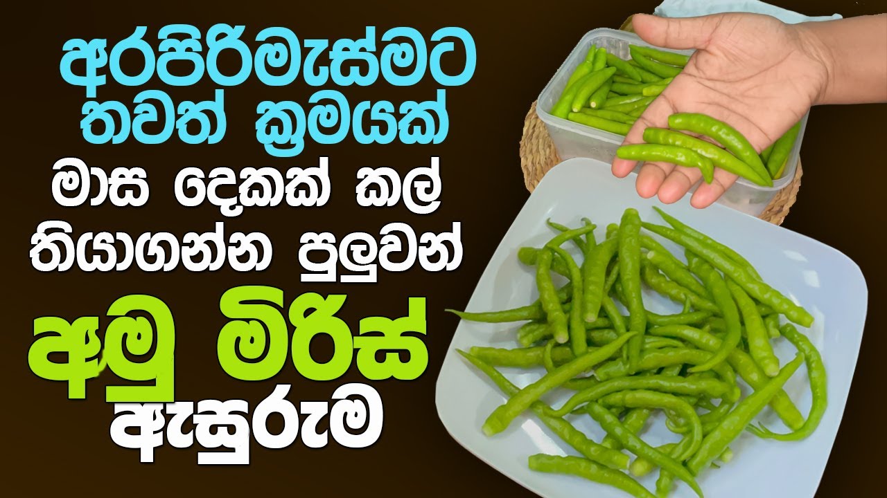 අමු මිරිස් නැවුම් ව  මාස දෙකක් කල්තියාගමු | How to store green chillies without waste #chilli