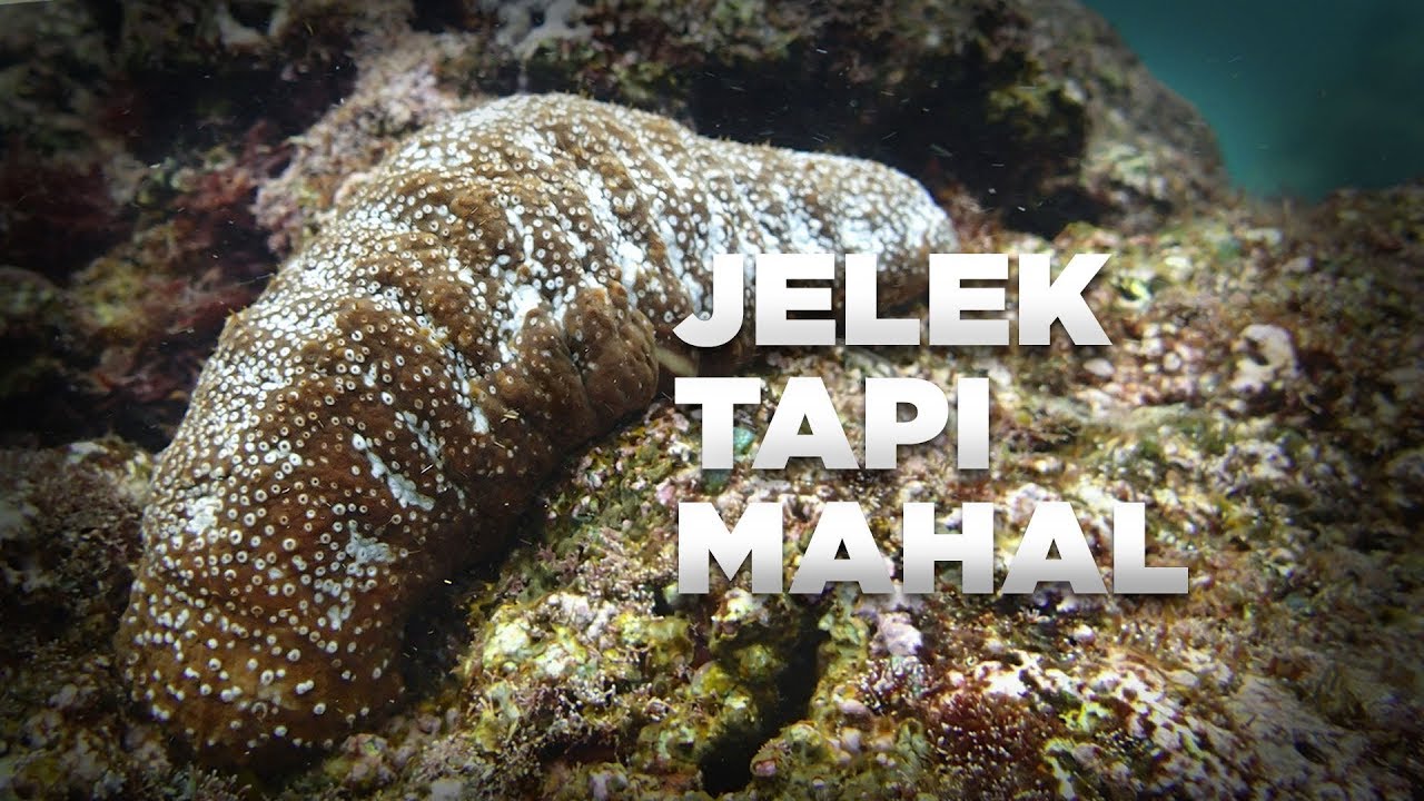 Teripang Adalah Emas di Laut #AlamSemenit