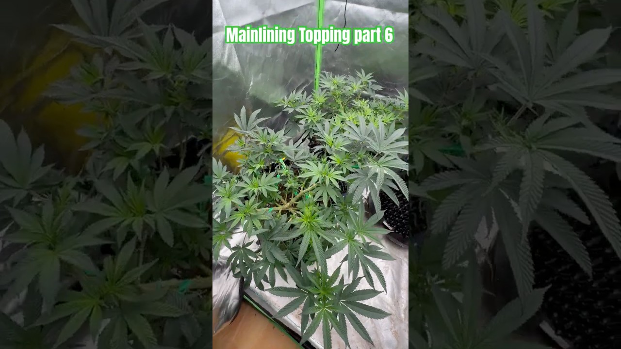 Mainlining + Topping part 6 #weed #cannabiseducation #shorts #viralvideo #fyp #dope #video #youtube