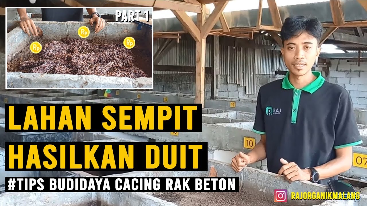 Lahan Sempit Hasilkan Duit, Tips Budidaya Cacing Rak Beton, Part 1
