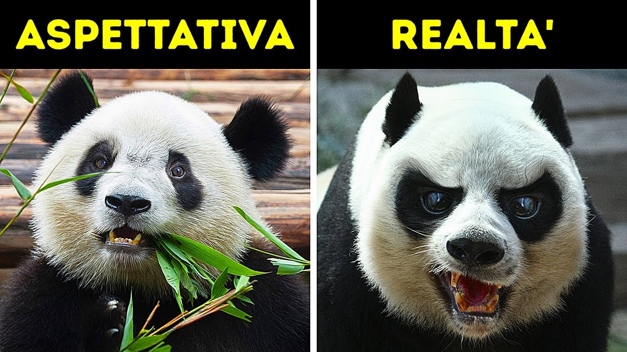 18 Animali Che Sembrano Innocui Ma Non Lo Sono
