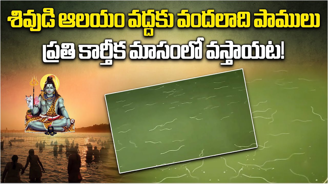 Rare Video: Water Snakes Gather at Ramalingeswara Temple Krishna river | Nagayalanka Andhra Pradesh