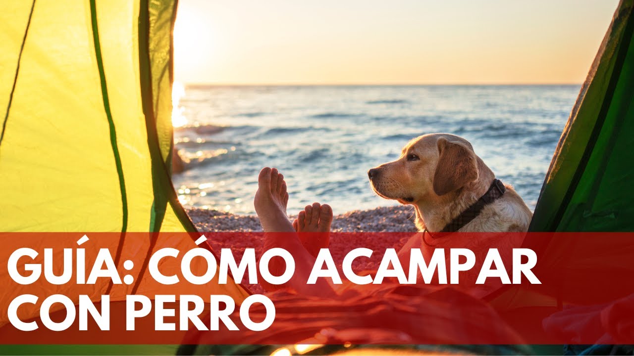CAMPING CON PERRO: C&oacute;mo acampar con tu mascota | Terr&aacute;nea