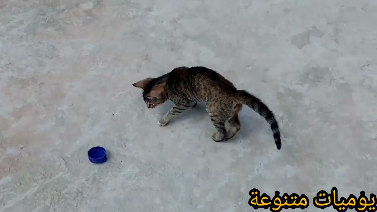 طبيعة غزالة تبرك الله