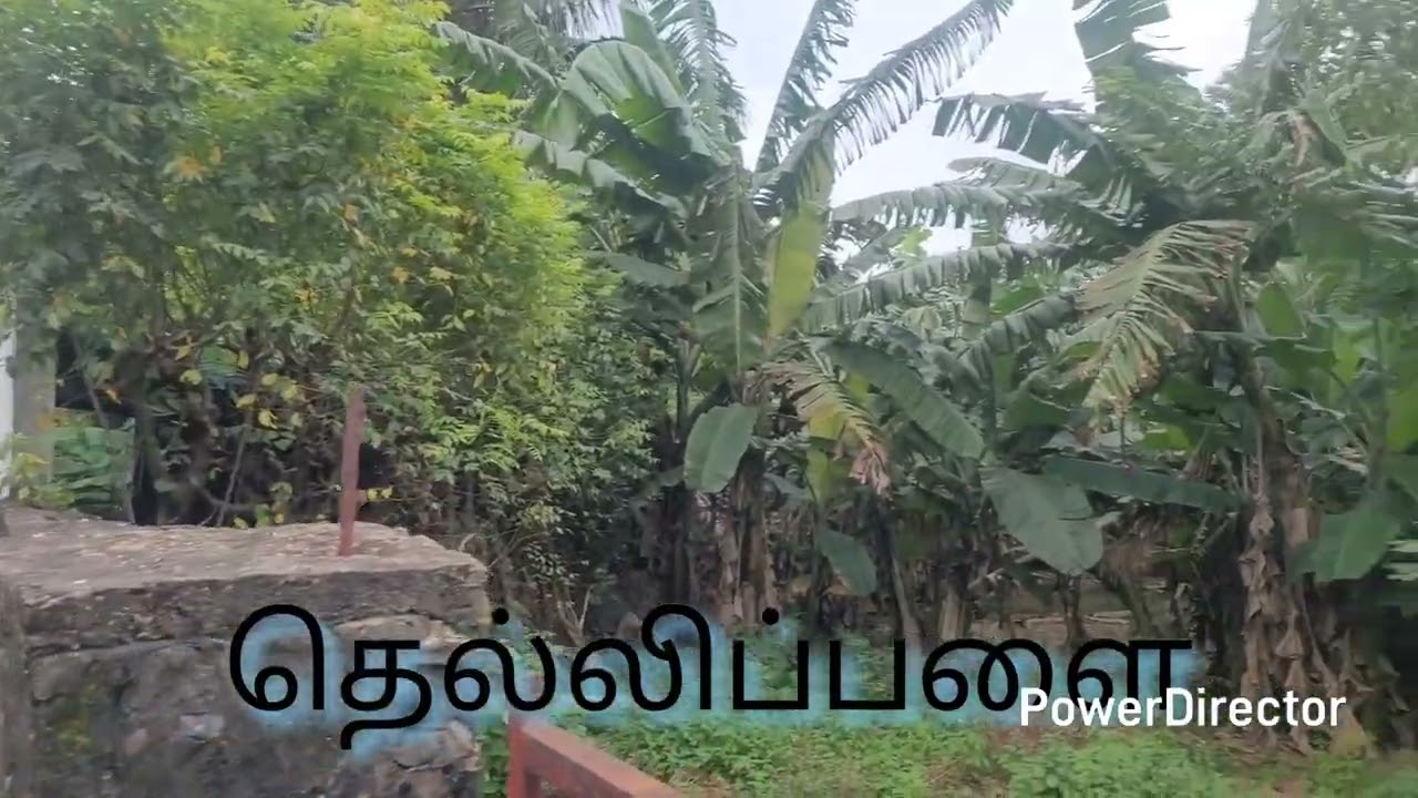காணி விற்பனைக்கு/கே கே எஸ் வீதியை முகப்பாக/11.5பரப்பு காணி/JAFFNA LAND&HOMES 