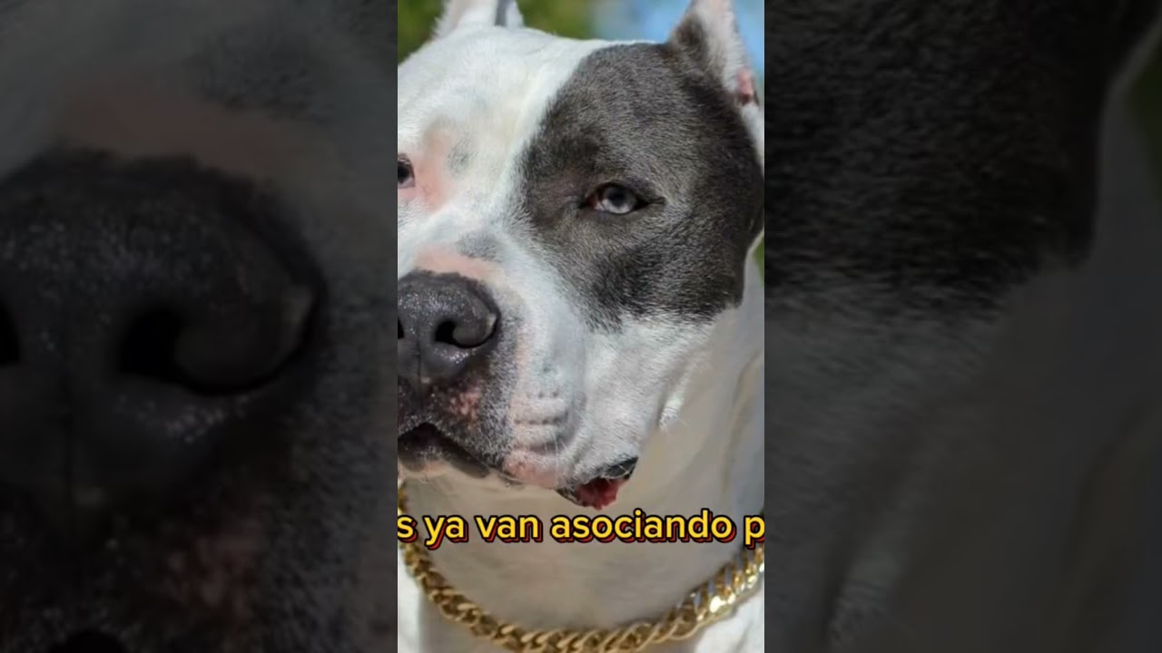 Raza de Perros poderosos