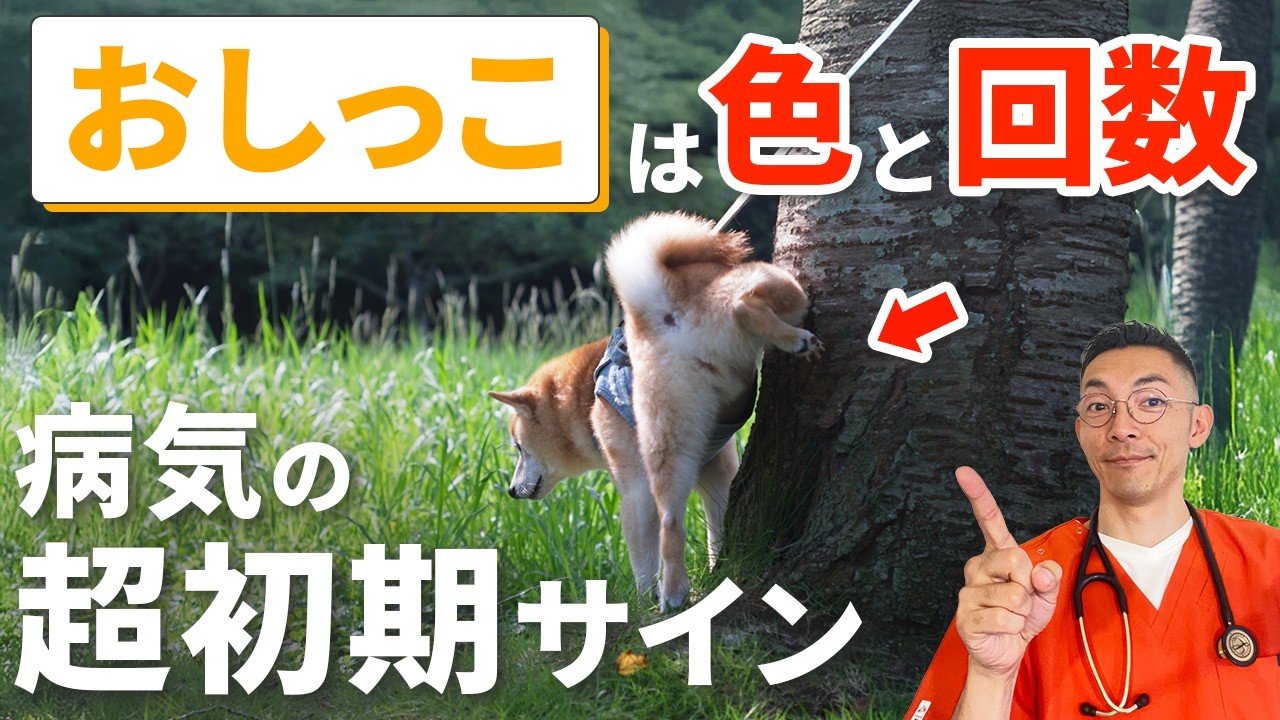 【獣医師が解説】おしっこの色と回数で見極める！トラブルの初期サイン【腎臓】