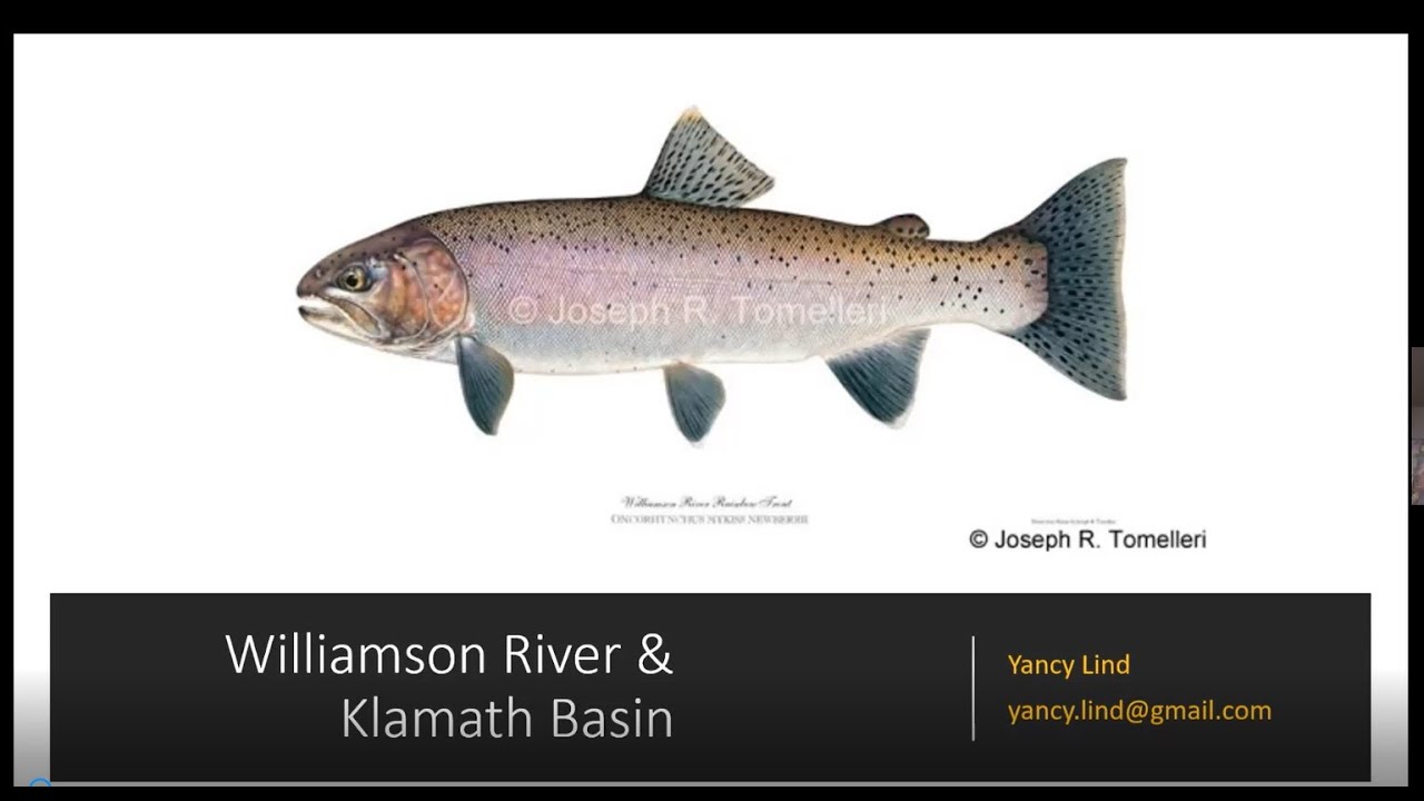 Fly Fishing the Williamson River and Klamath Basin