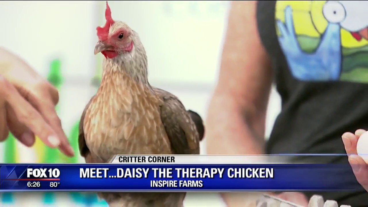 Daisy the Therapy Chicken