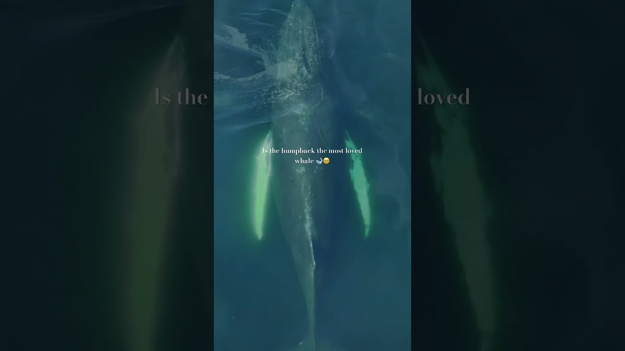 Humpback whale swimming with common dolphins of the coast of Ireland 🇮🇪🍀🐋 #humpbackwhale