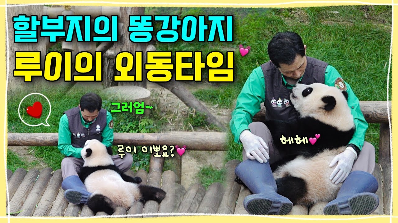 [ep.246] 할부지가 두 팔로 꼬옥 안아주자 또 웃어버린 루이의 달달한 외동타임💕꿀잠 자고 일어나더니 일단은 안들어간다는 귀염둥이 후야🐾ㅣ에버랜드 판다월드