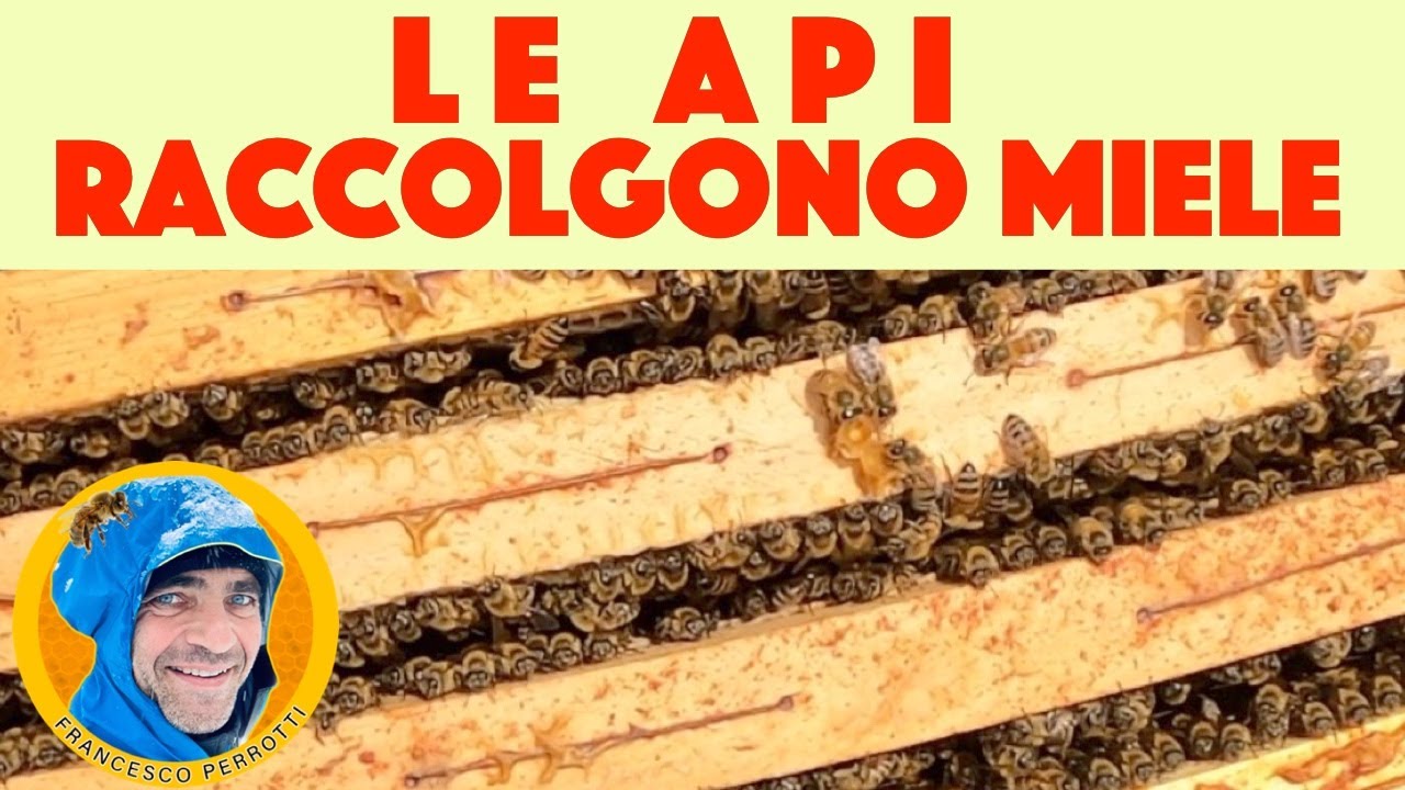 14 Apicoltura  :  la produzione di miele nei melari 2021