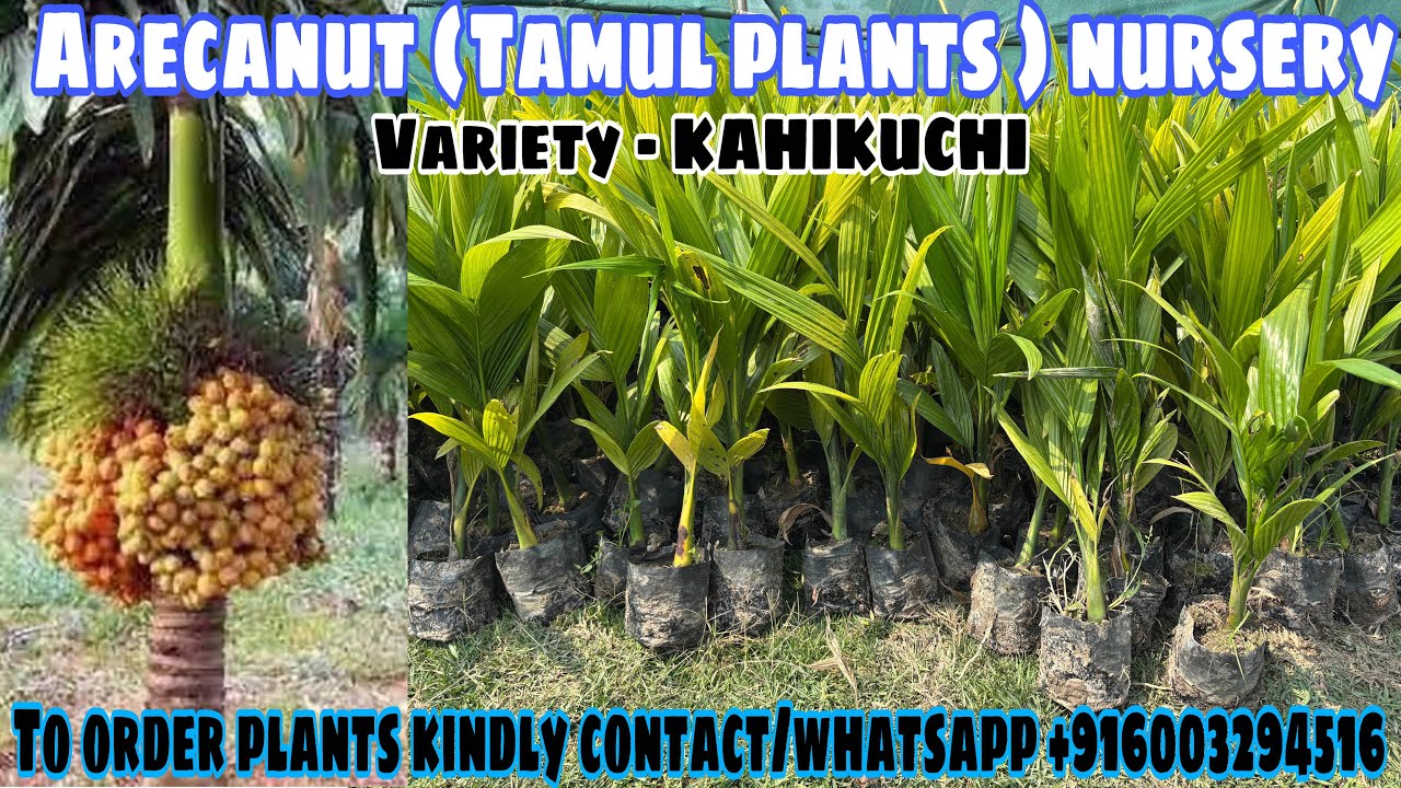 ARECANUT PLANTS NURSERY || TAMUL PLANTS FARMING || (VARIETY - KAHIKUCHI )#arecanut#arecanutfarming