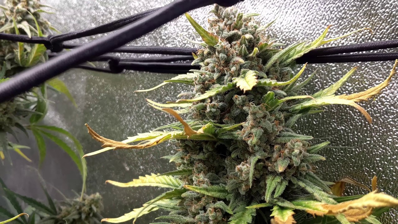 3x3 ViparSpectra XS2000 | Auto Flower Grow Series | Episode 9