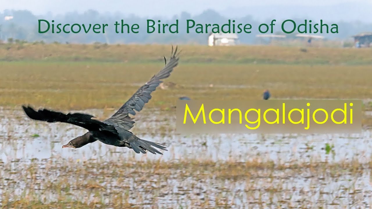 Mangalajodi Wet Lands: A Birdwatcher's Dream | Chilika Lake Ecotourism 😍