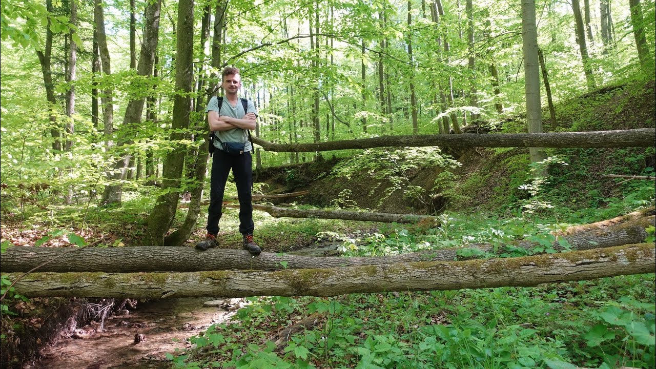 na GRZYBOWYM tropie reliktów Puszczy Karpackiej