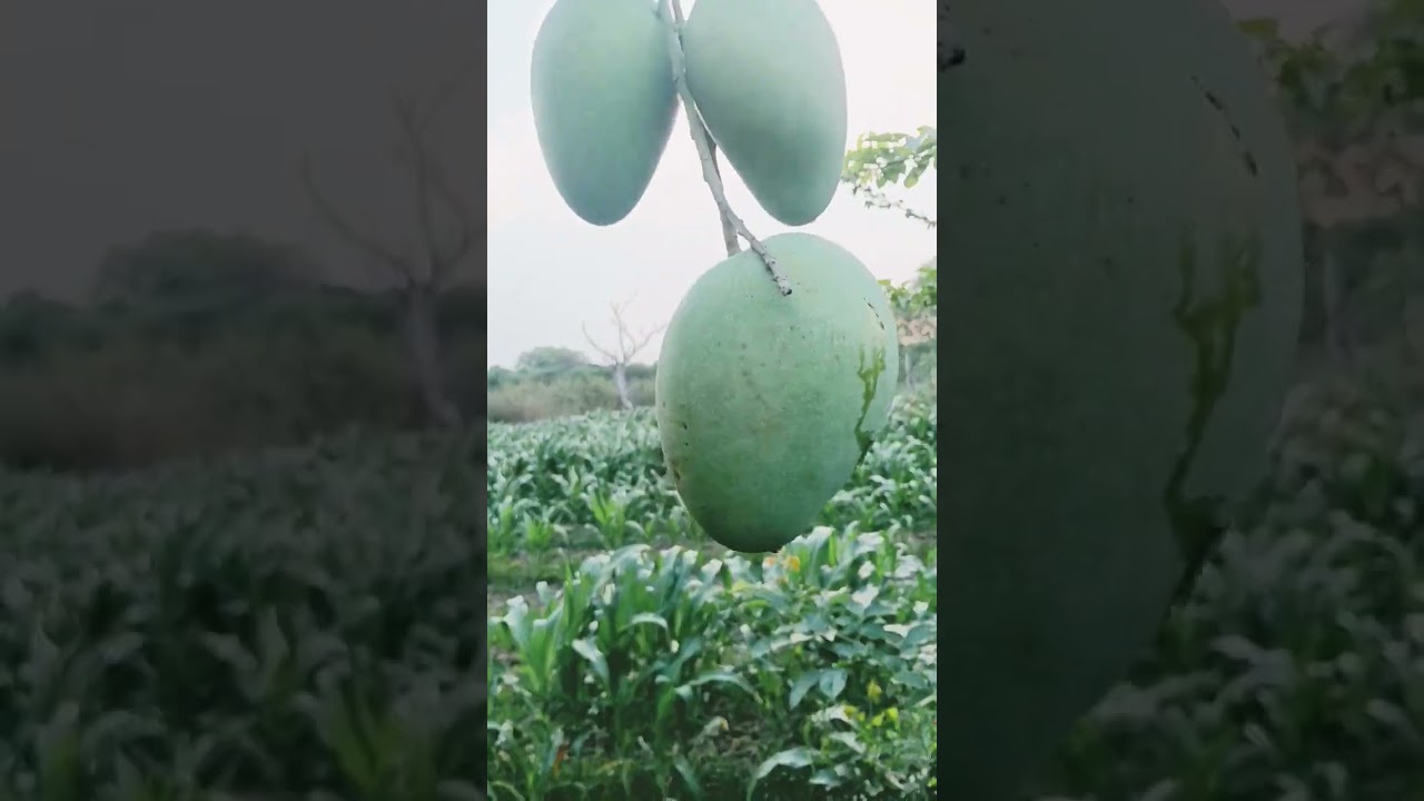 #andhra