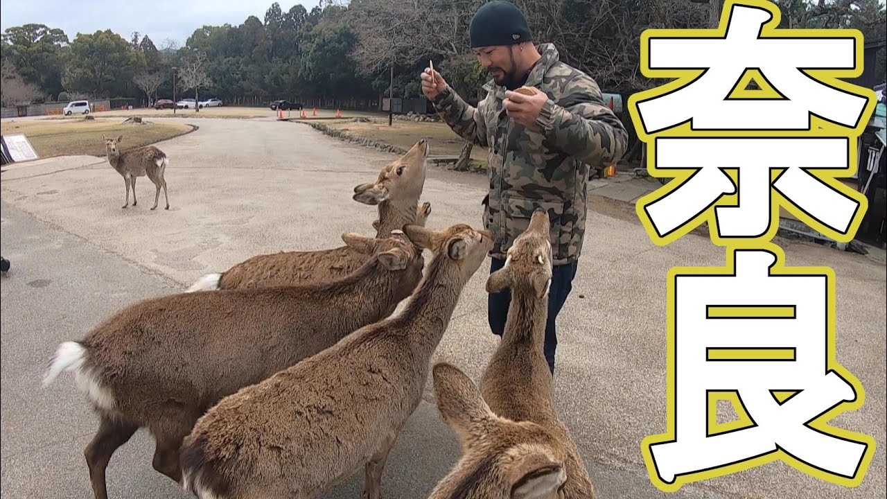 【鹿】関西遠征サバゲーの裏で観光していました【奈良】