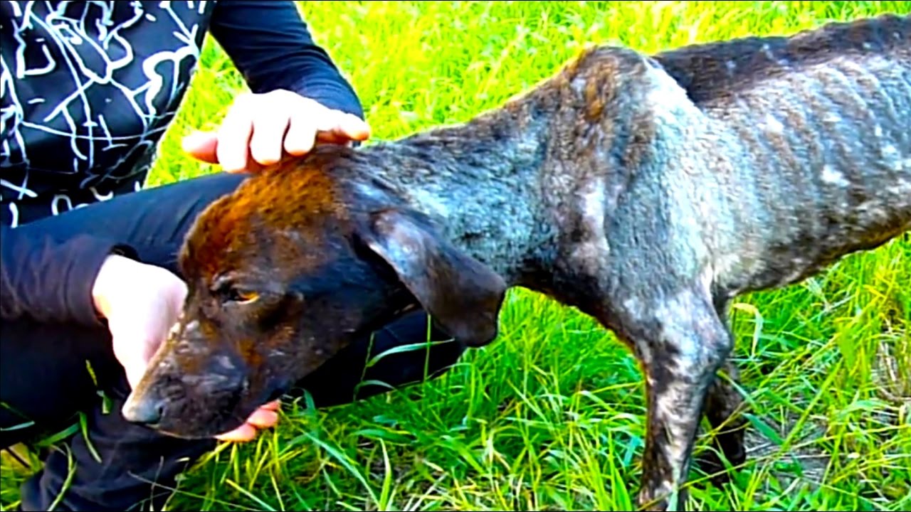 Rescue Dog Gets Adopted and That's When Something Magical Happened | Howl Of A Dog