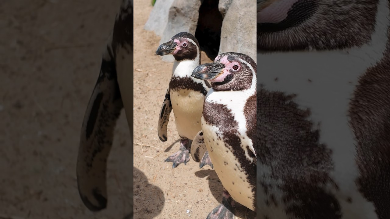 Penguins Cheating On Their Partner