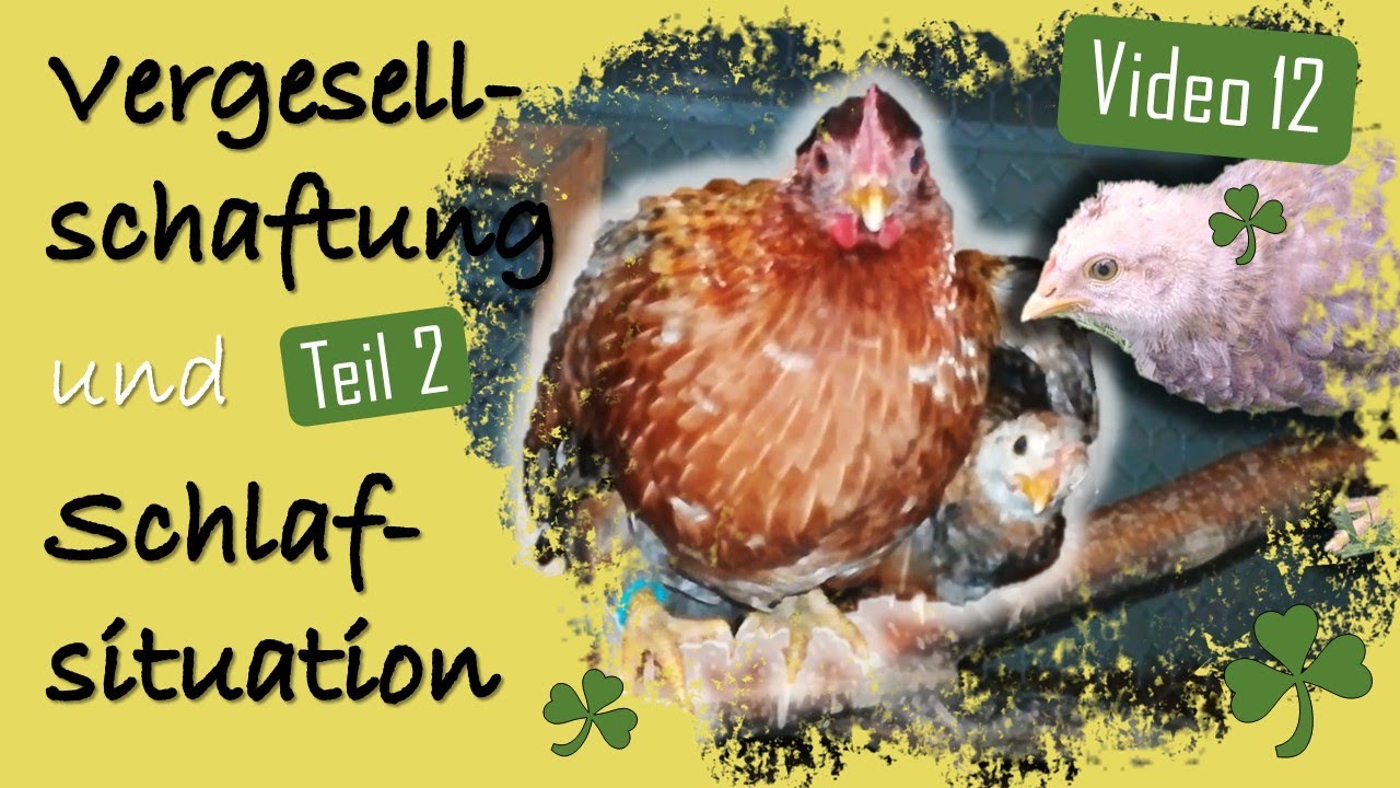 Hühner 12  ⁉️ Nest-Rästel gelöst 😴🛏️ Schlafen auf Stangen und in Nest 🐥❓🐔 Vergesellschaftung Teil 2