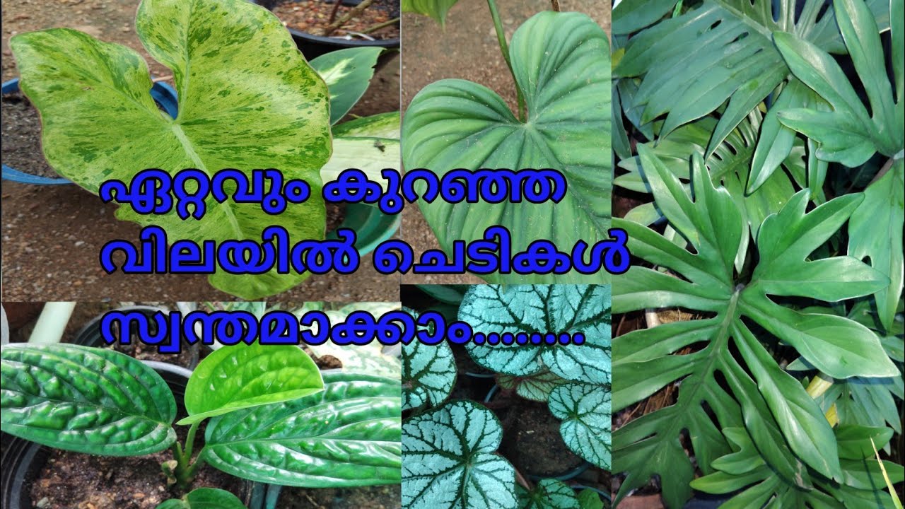 കുറഞ്ഞ വിലയിൽ ചെടികൾ സ്വന്തമാക്കാൻ..... 9544130275
